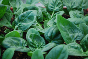 growing-spinach-catalina1-l